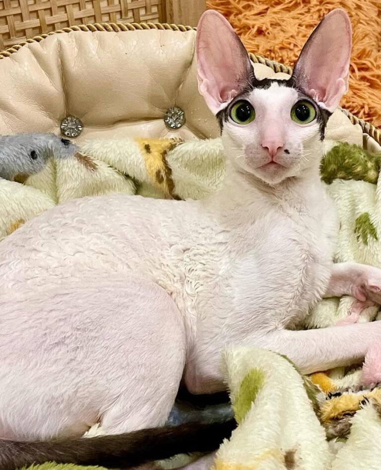 Charming Cornish Rex Cat for Sale: Hypoallergenic kittens