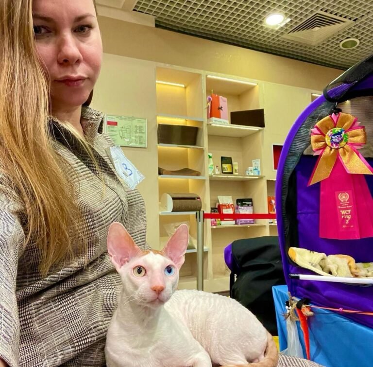Charming Cornish Rex Cat for Sale: Hypoallergenic kittens